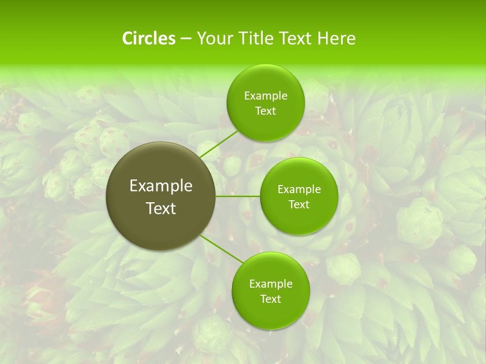 Sempervivum - Hens And Chicks - Sempervivum Soboliferum PowerPoint Template