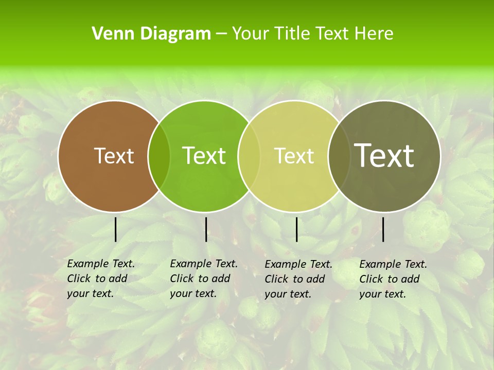Sempervivum - Hens And Chicks - Sempervivum Soboliferum PowerPoint Template
