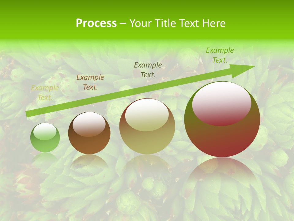 Sempervivum - Hens And Chicks - Sempervivum Soboliferum PowerPoint Template