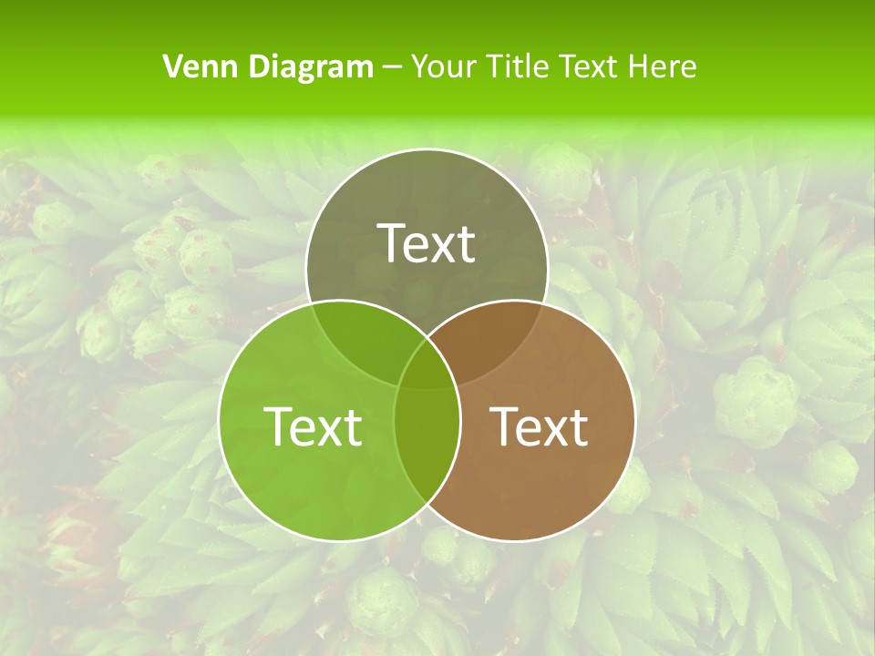 Sempervivum - Hens And Chicks - Sempervivum Soboliferum PowerPoint Template