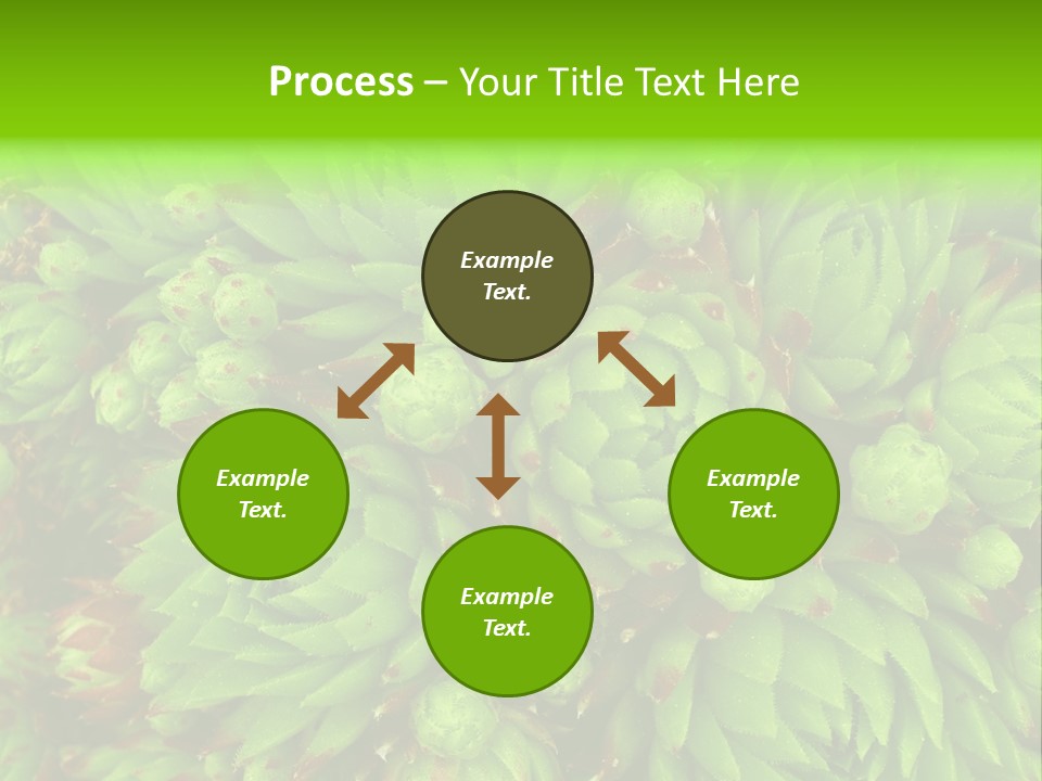 Sempervivum - Hens And Chicks - Sempervivum Soboliferum PowerPoint Template