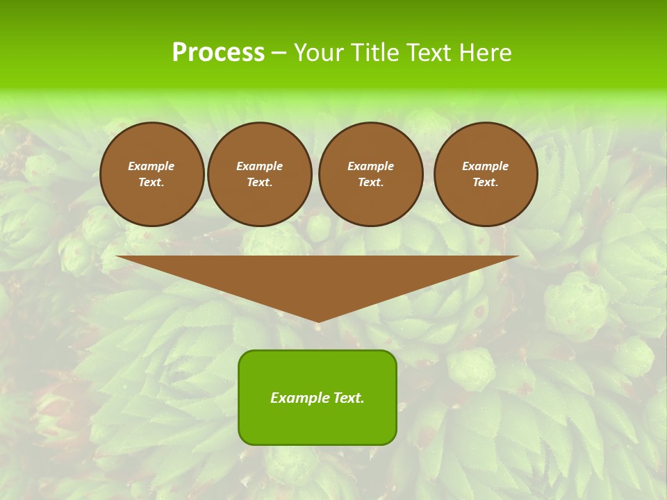 Sempervivum - Hens And Chicks - Sempervivum Soboliferum PowerPoint Template