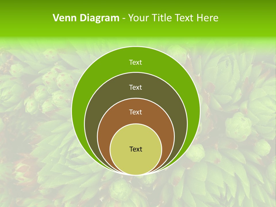 Sempervivum - Hens And Chicks - Sempervivum Soboliferum PowerPoint Template