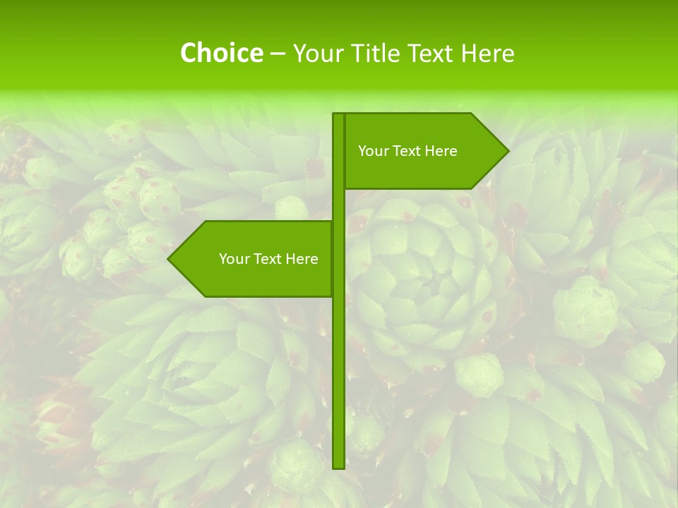 Sempervivum - Hens And Chicks - Sempervivum Soboliferum PowerPoint Template