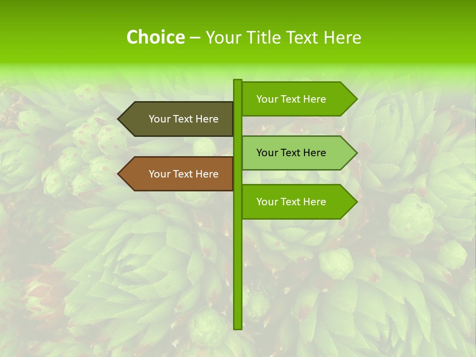 Sempervivum - Hens And Chicks - Sempervivum Soboliferum PowerPoint Template