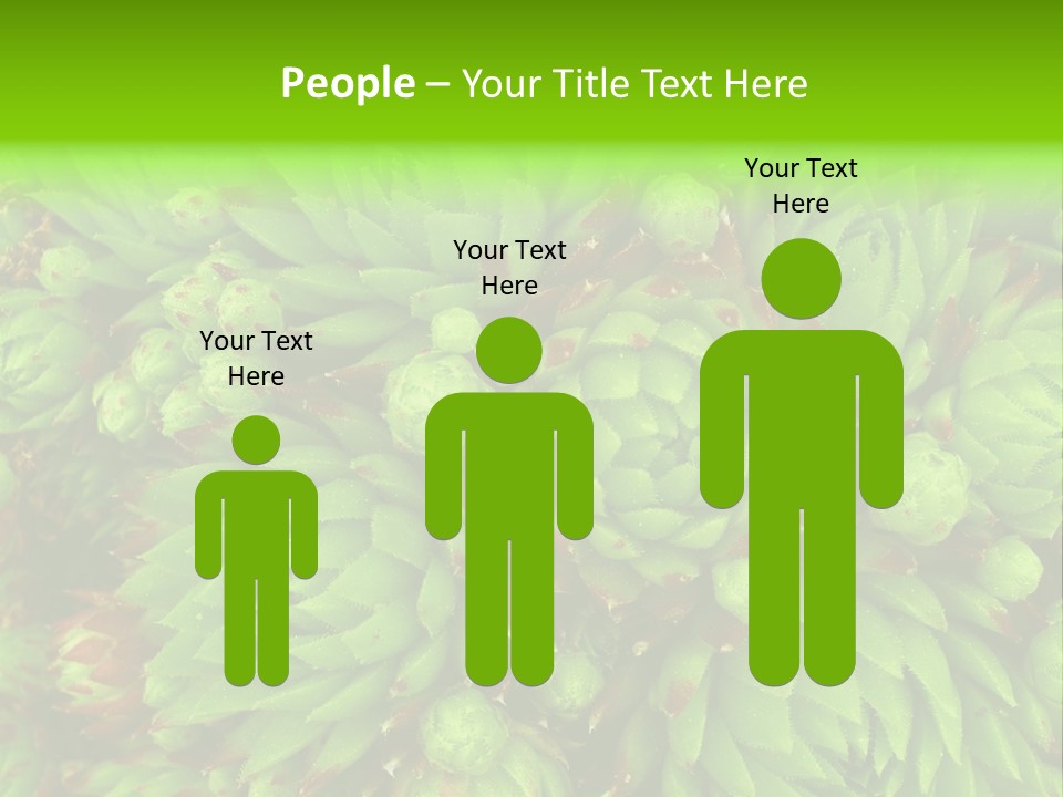 Sempervivum - Hens And Chicks - Sempervivum Soboliferum PowerPoint Template