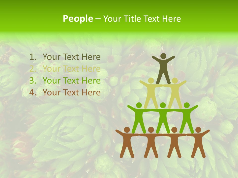 Sempervivum - Hens And Chicks - Sempervivum Soboliferum PowerPoint Template