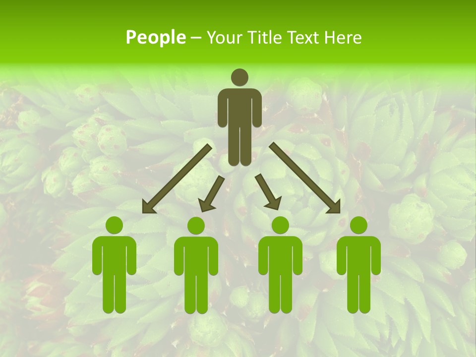 Sempervivum - Hens And Chicks - Sempervivum Soboliferum PowerPoint Template