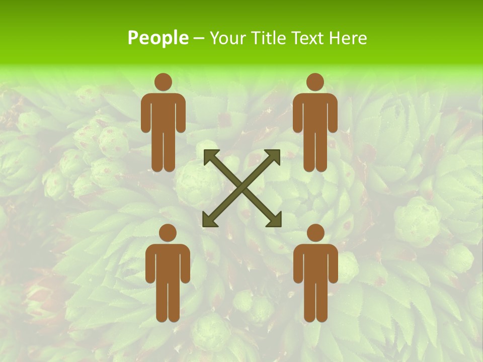 Sempervivum - Hens And Chicks - Sempervivum Soboliferum PowerPoint Template