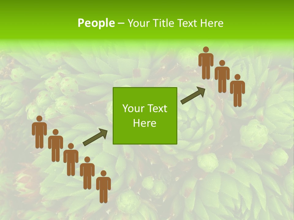 Sempervivum - Hens And Chicks - Sempervivum Soboliferum PowerPoint Template