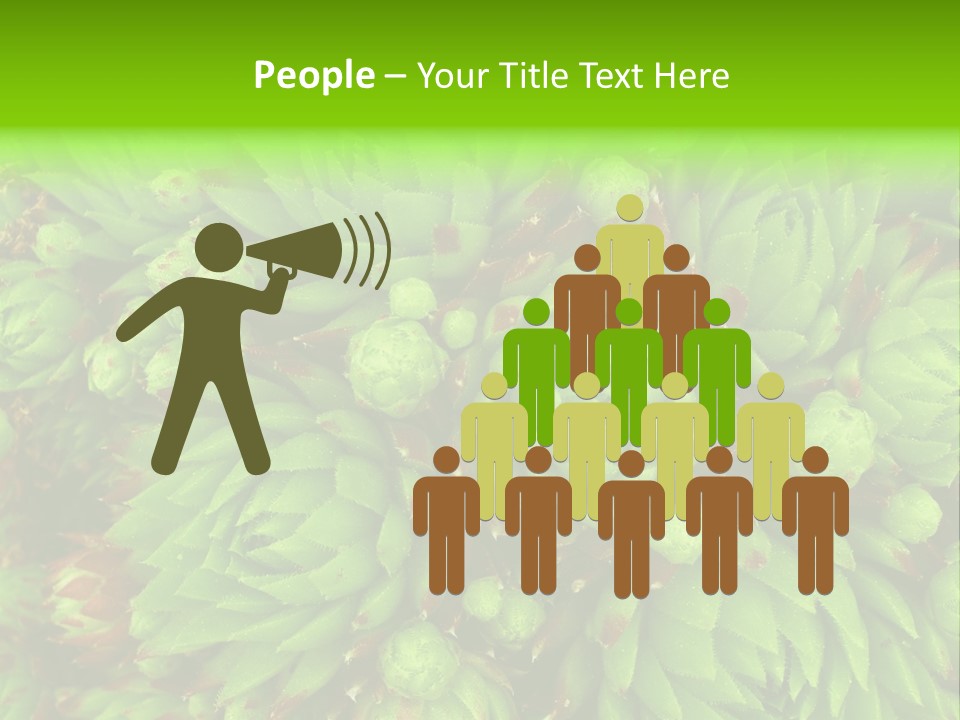 Sempervivum - Hens And Chicks - Sempervivum Soboliferum PowerPoint Template