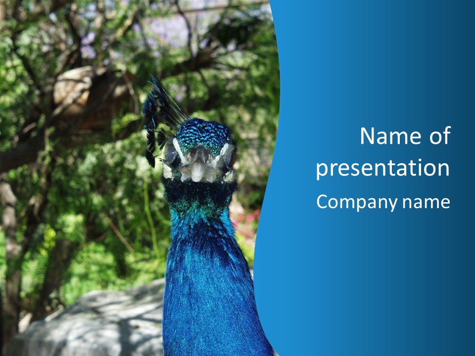 Peacock PowerPoint Template