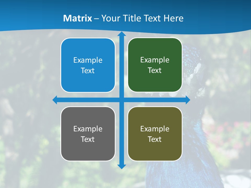 Peacock PowerPoint Template