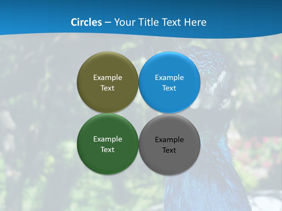 Peacock PowerPoint Template