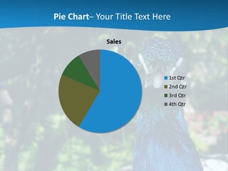 Peacock PowerPoint Template