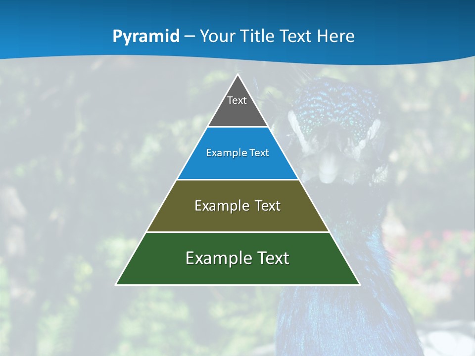 Peacock PowerPoint Template