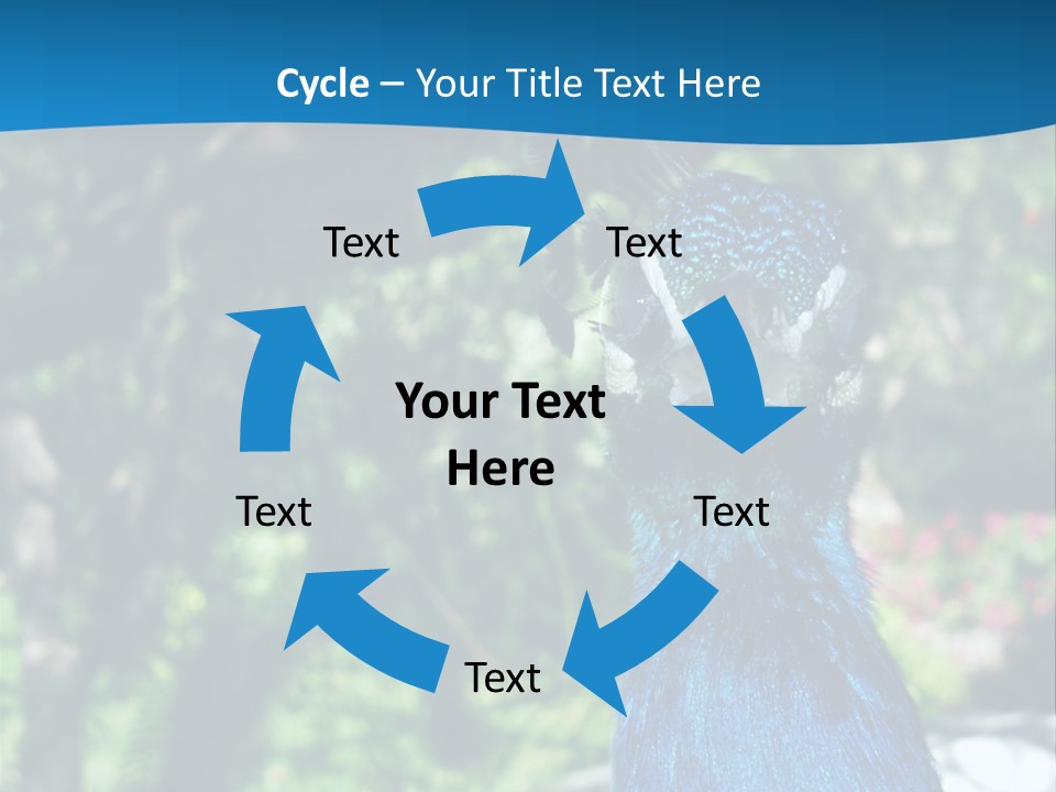 Peacock PowerPoint Template