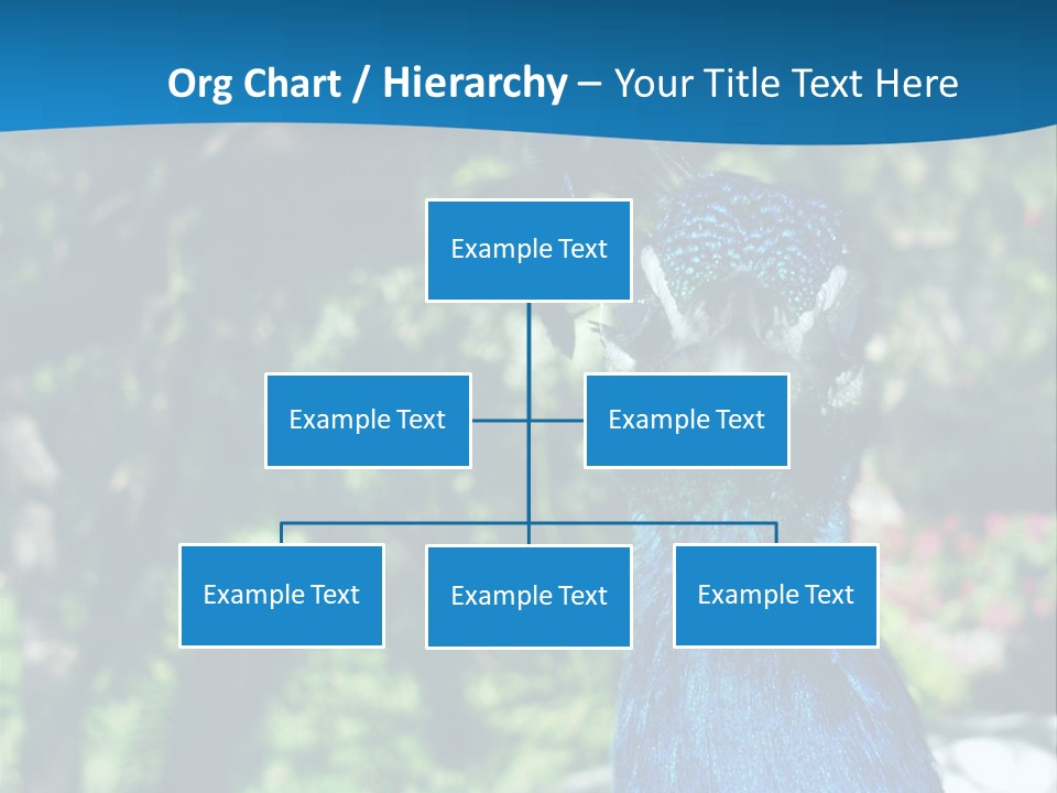 Peacock PowerPoint Template