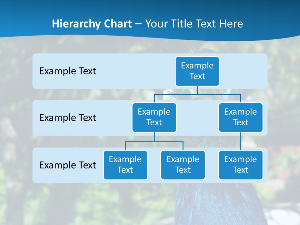 Peacock PowerPoint Template