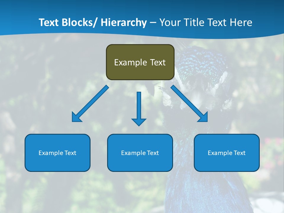 Peacock PowerPoint Template