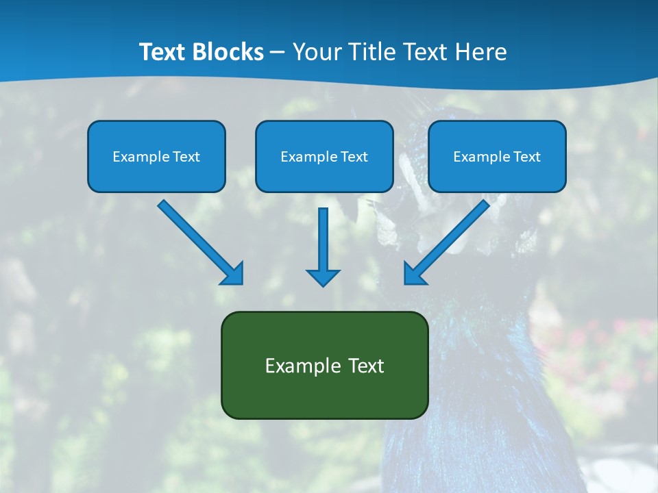 Peacock PowerPoint Template
