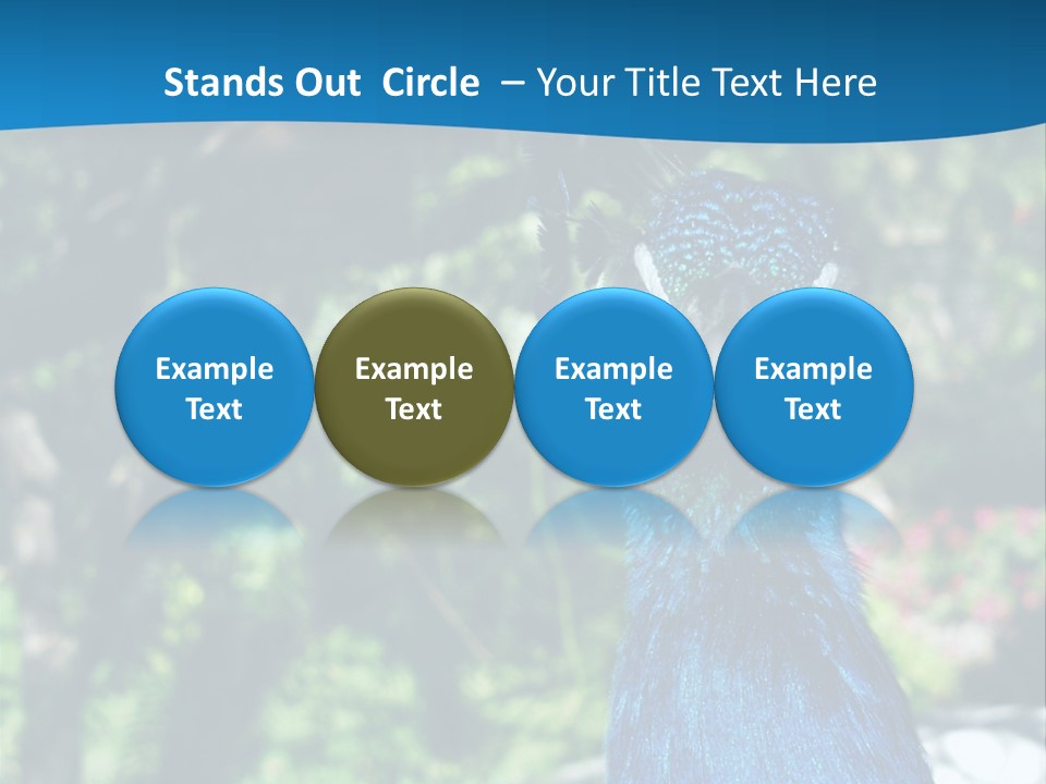 Peacock PowerPoint Template