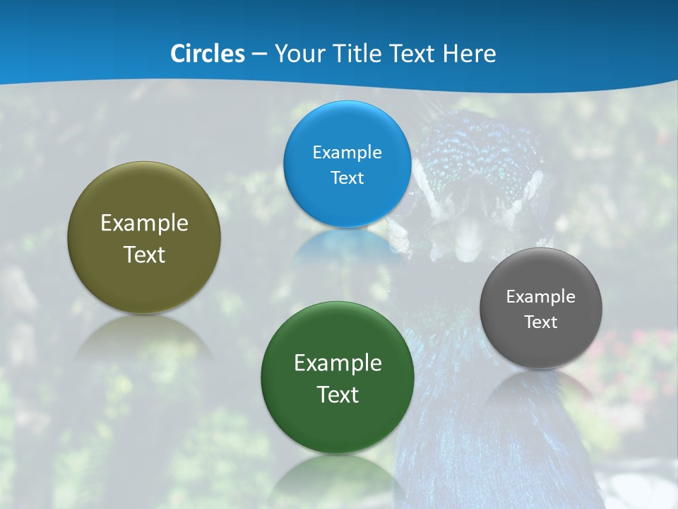 Peacock PowerPoint Template