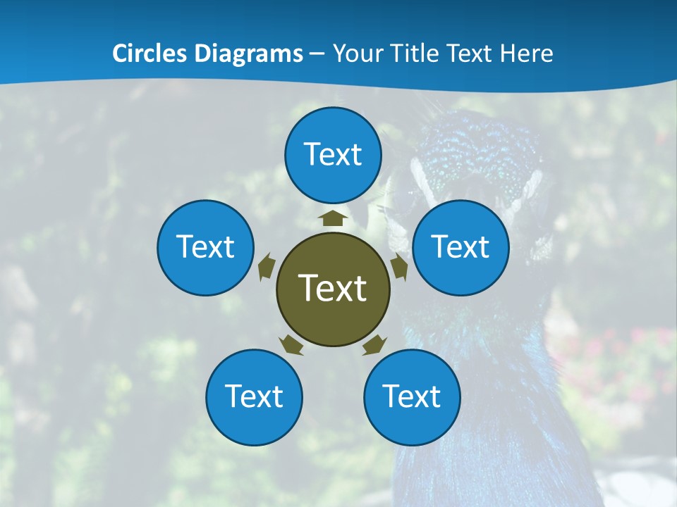 Peacock PowerPoint Template