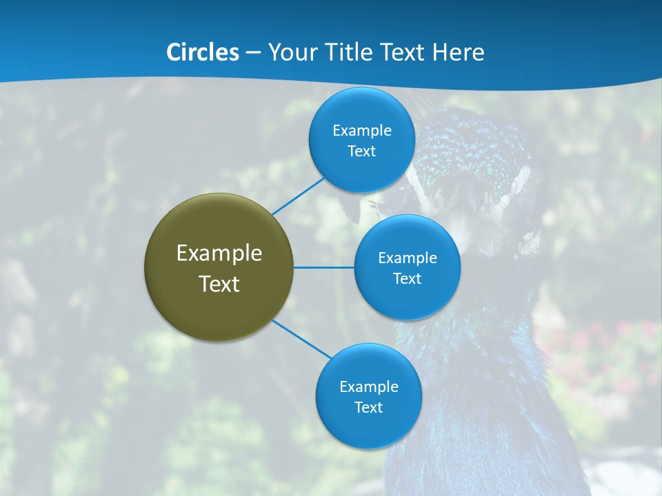 Peacock PowerPoint Template