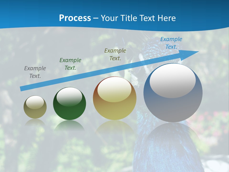 Peacock PowerPoint Template