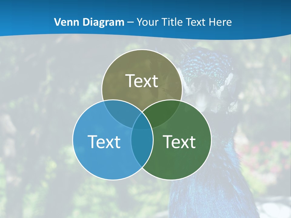 Peacock PowerPoint Template