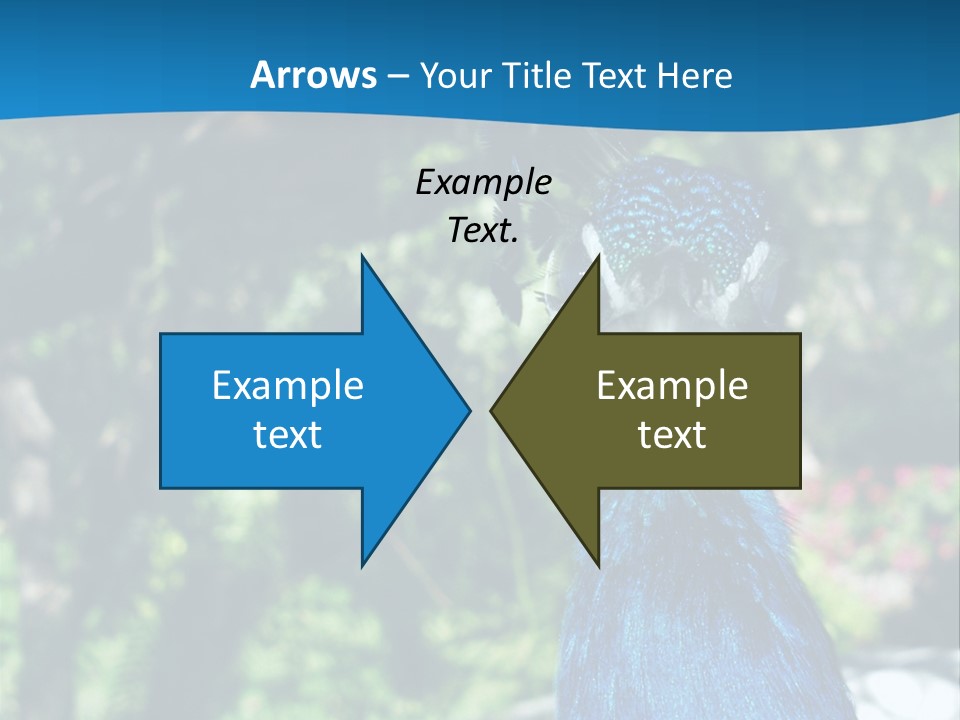 Peacock PowerPoint Template