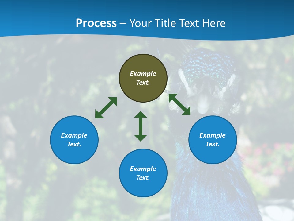 Peacock PowerPoint Template
