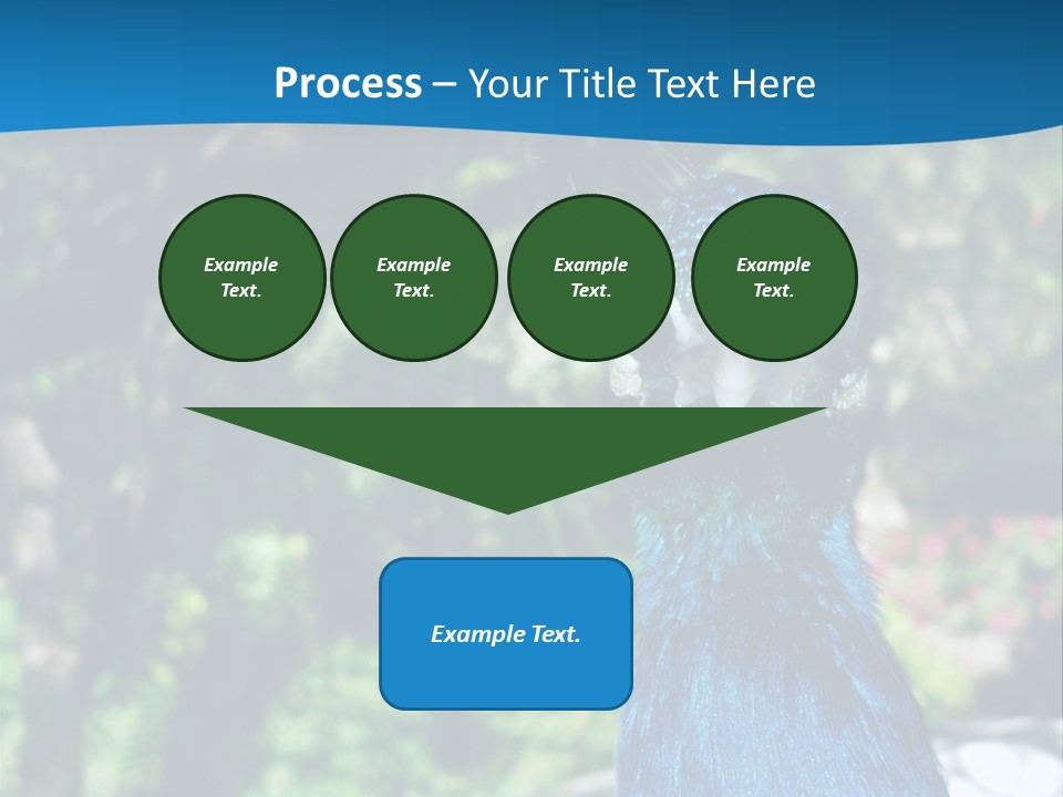 Peacock PowerPoint Template