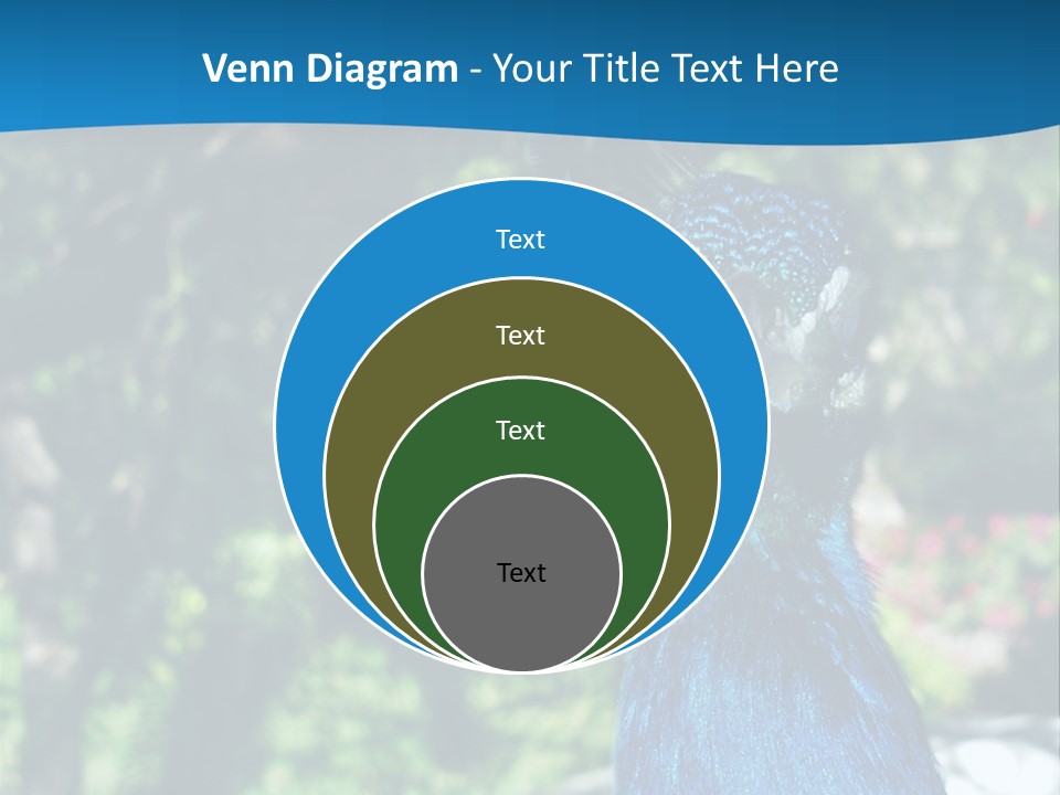 Peacock PowerPoint Template