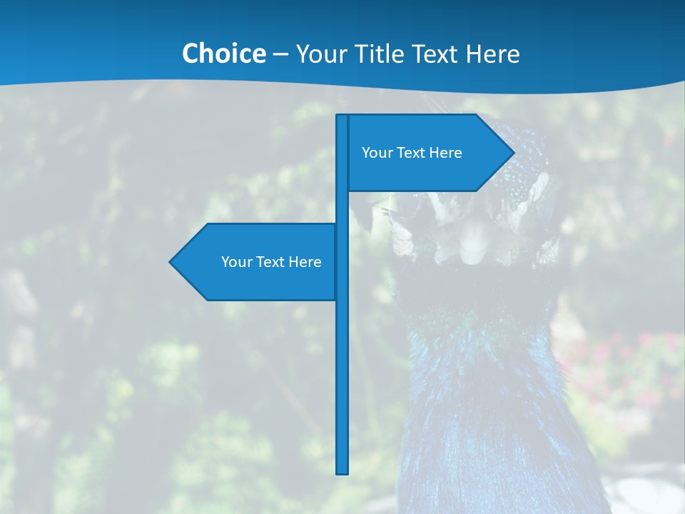 Peacock PowerPoint Template