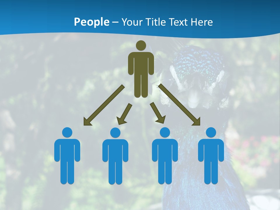 Peacock PowerPoint Template