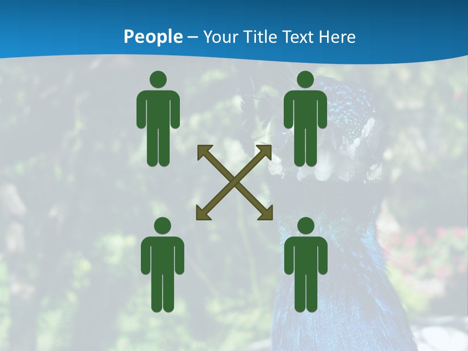 Peacock PowerPoint Template