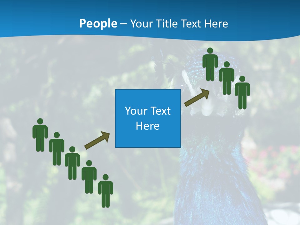 Peacock PowerPoint Template