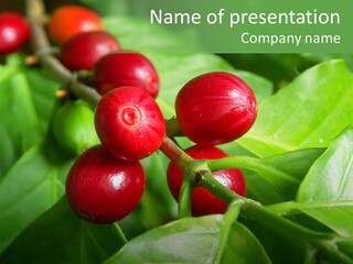 Branch Of A Coffee Tree With Ripe Fruits PowerPoint Template