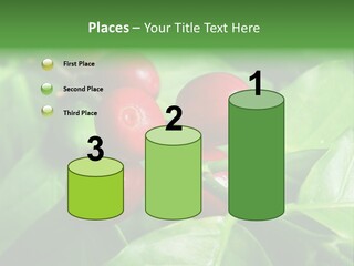 Branch Of A Coffee Tree With Ripe Fruits PowerPoint Template