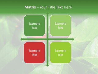 Branch Of A Coffee Tree With Ripe Fruits PowerPoint Template