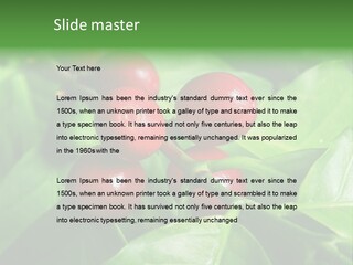Branch Of A Coffee Tree With Ripe Fruits PowerPoint Template