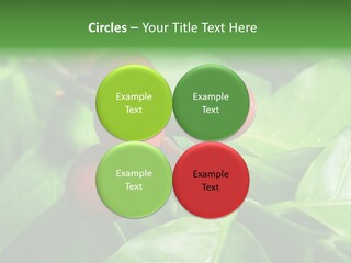 Branch Of A Coffee Tree With Ripe Fruits PowerPoint Template