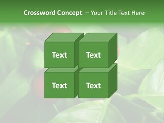 Branch Of A Coffee Tree With Ripe Fruits PowerPoint Template