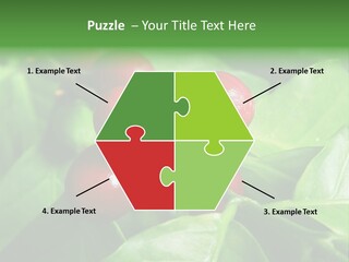 Branch Of A Coffee Tree With Ripe Fruits PowerPoint Template