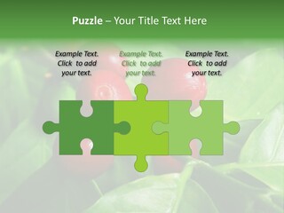 Branch Of A Coffee Tree With Ripe Fruits PowerPoint Template