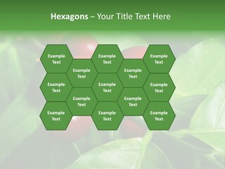 Branch Of A Coffee Tree With Ripe Fruits PowerPoint Template
