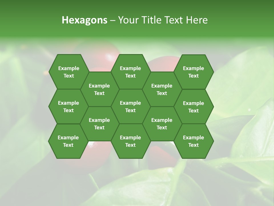 Branch Of A Coffee Tree With Ripe Fruits PowerPoint Template