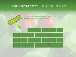 Branch Of A Coffee Tree With Ripe Fruits PowerPoint Template